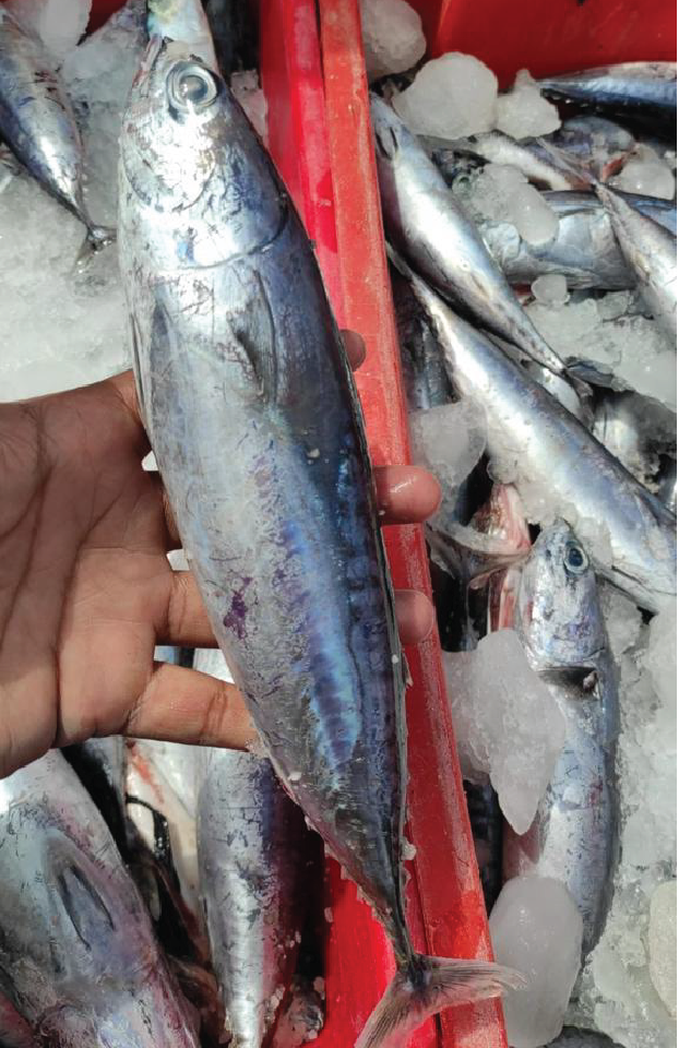 Melva o Botella / Frigate Bullet Tuna