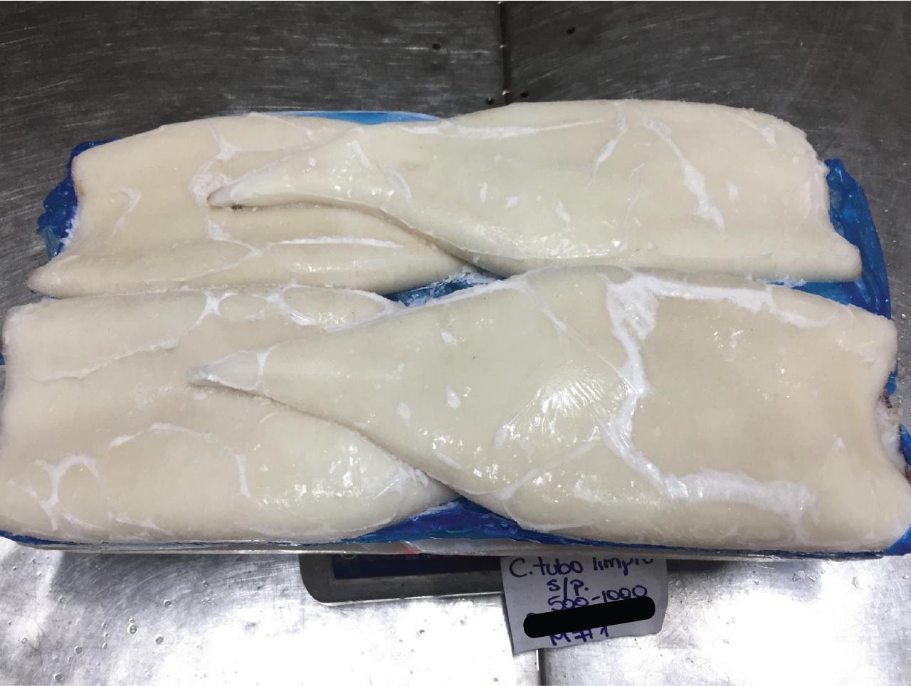 Calamar Gigante / Giant Squid (Pota)