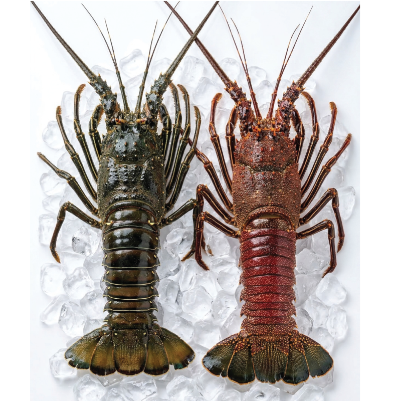 Langosta Roja y Verde / Red & Green Lobster