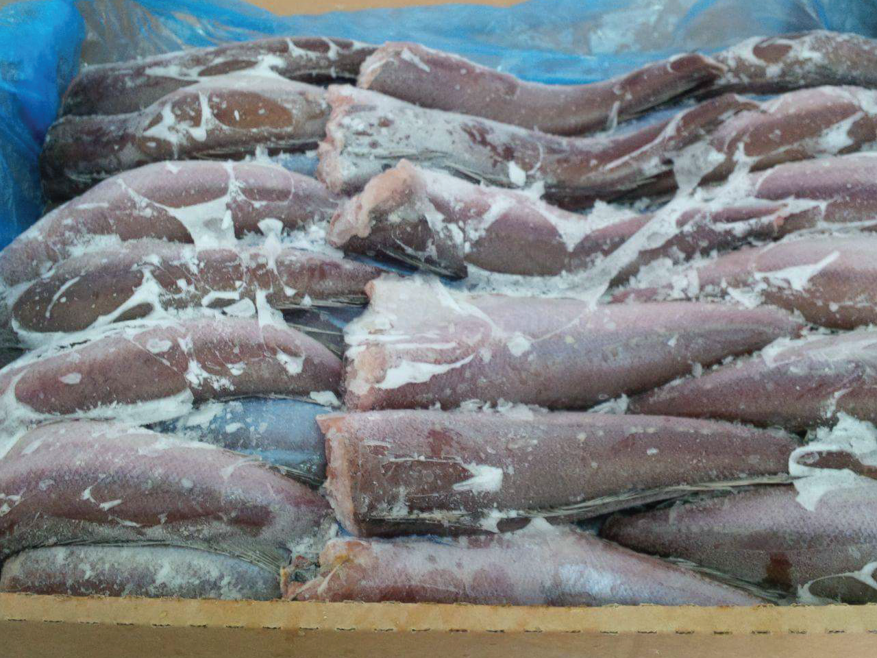 Merluza del Pacífico / Pacific Hake