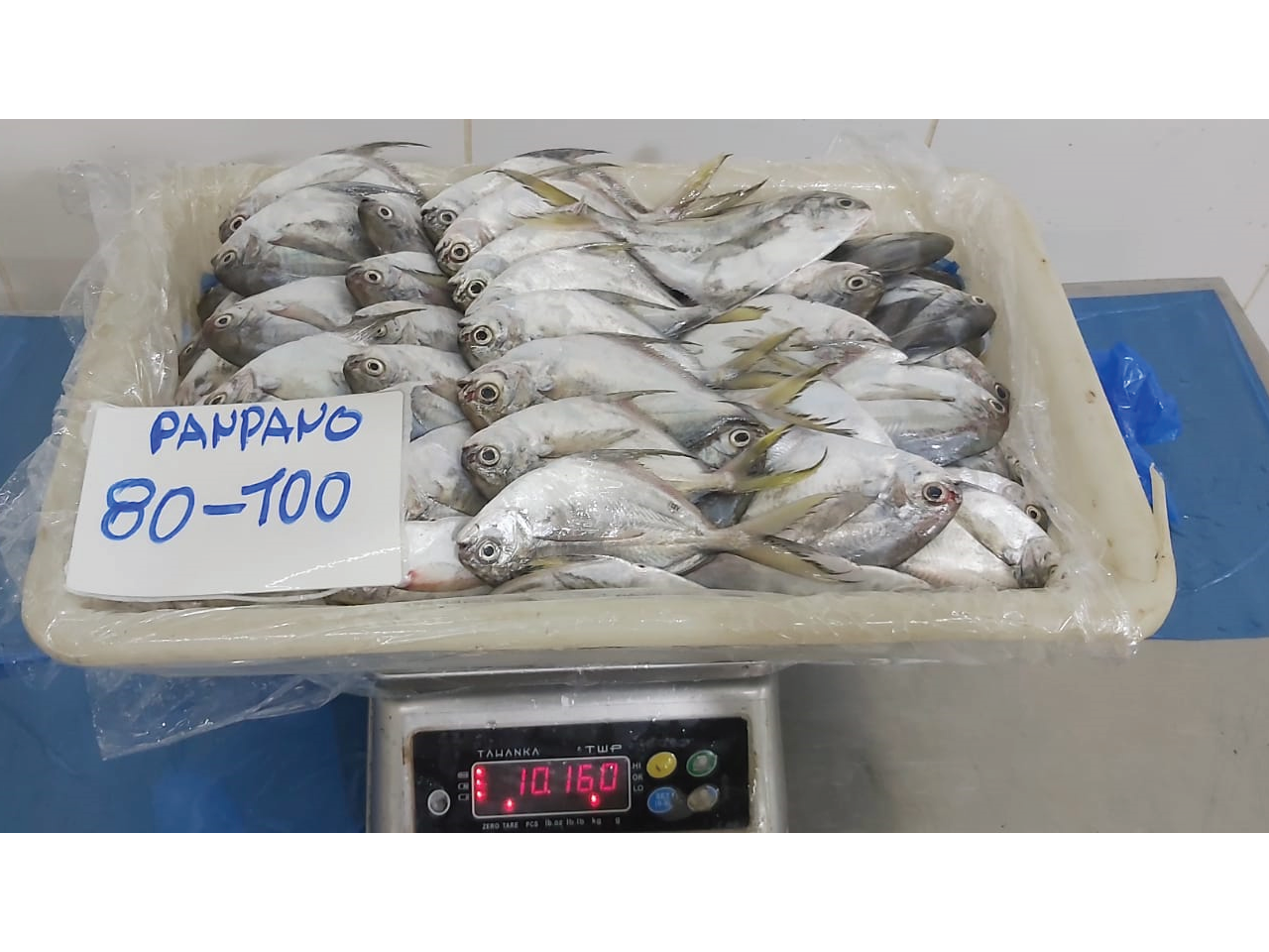 Pámpano Premium / Butterfish (Pompano)
